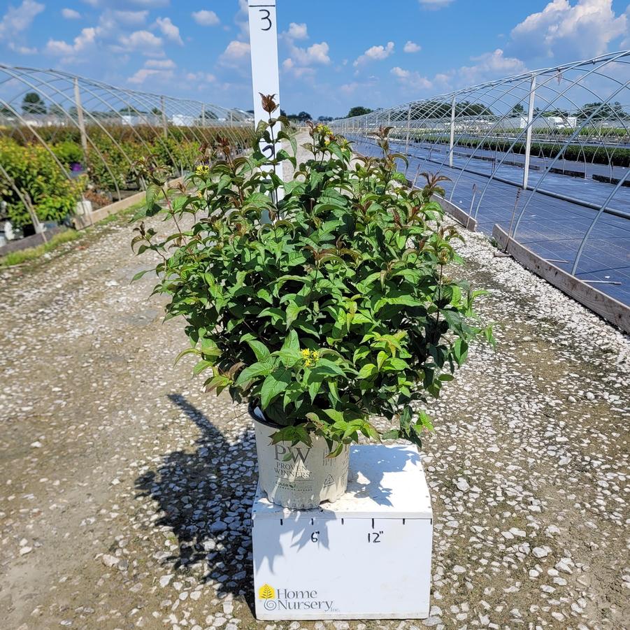 Diervilla rivularis Kodiak® Black