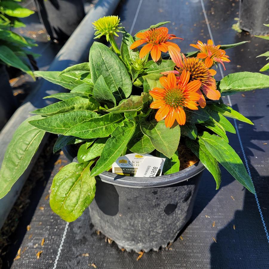 Echinacea x Sombrero&reg; Adobe Orange