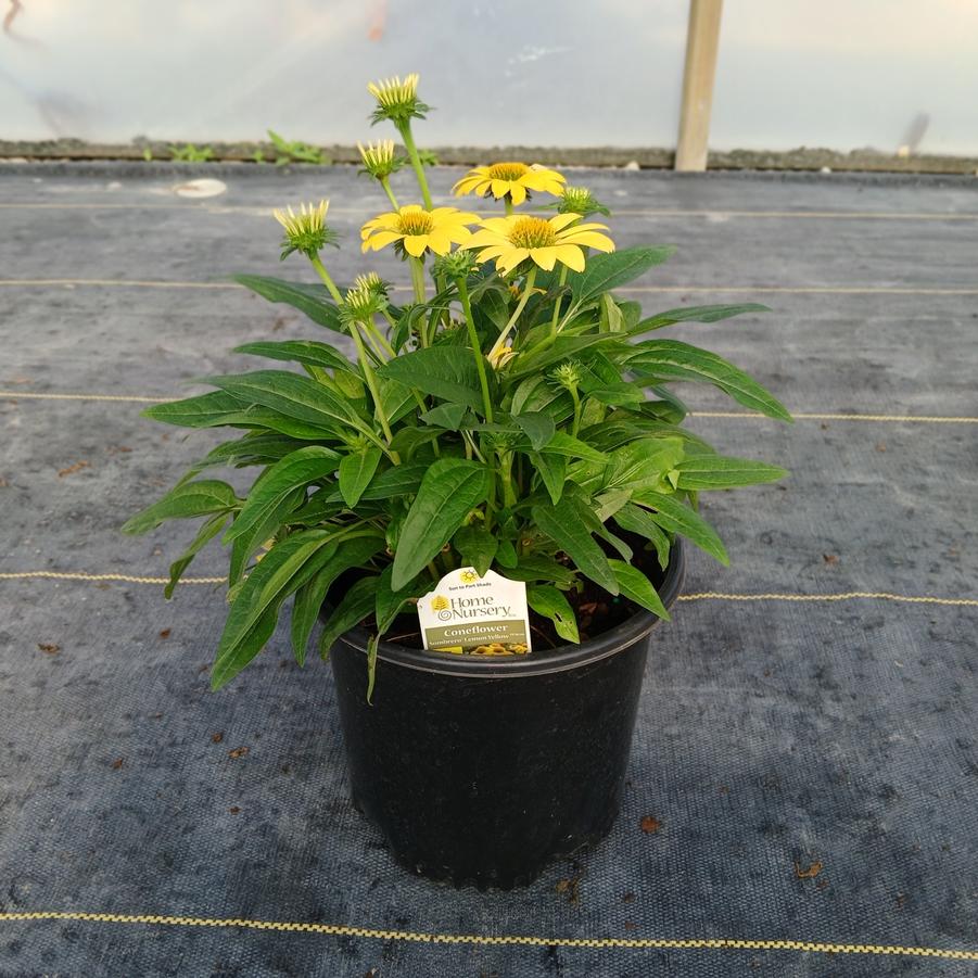 Echinacea x Sombrero&reg; Lemon Yellow
