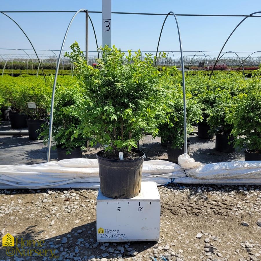 Euonymus alatus 'Compactus'