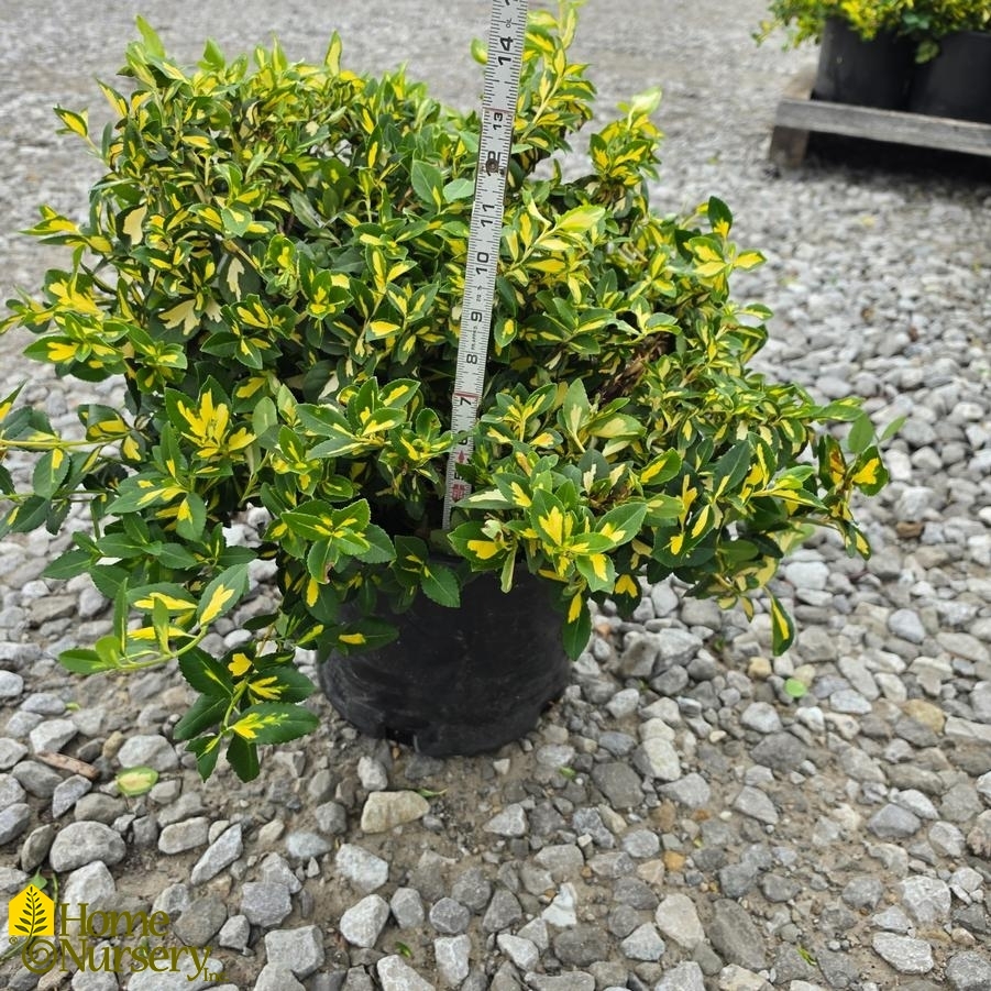 Euonymus fortunei 'Moonshadow'