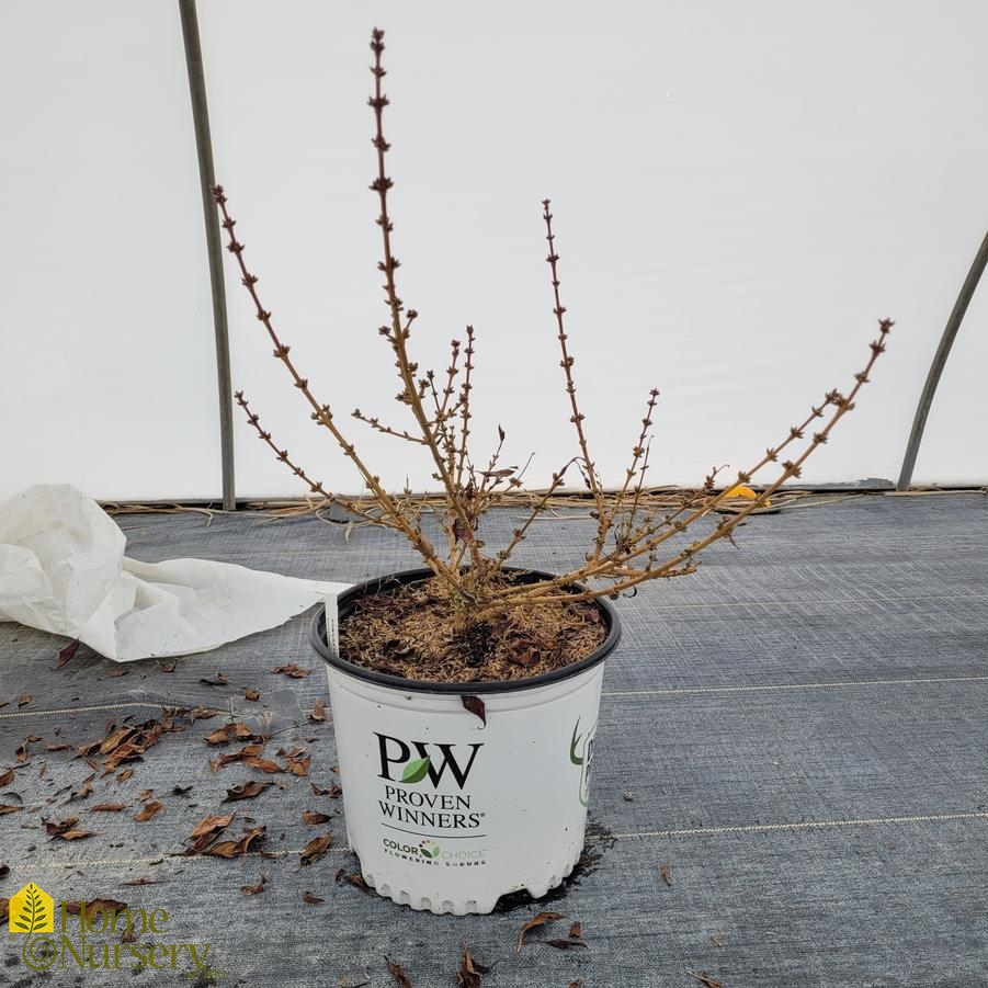 Forsythia x Show Off Starlet®