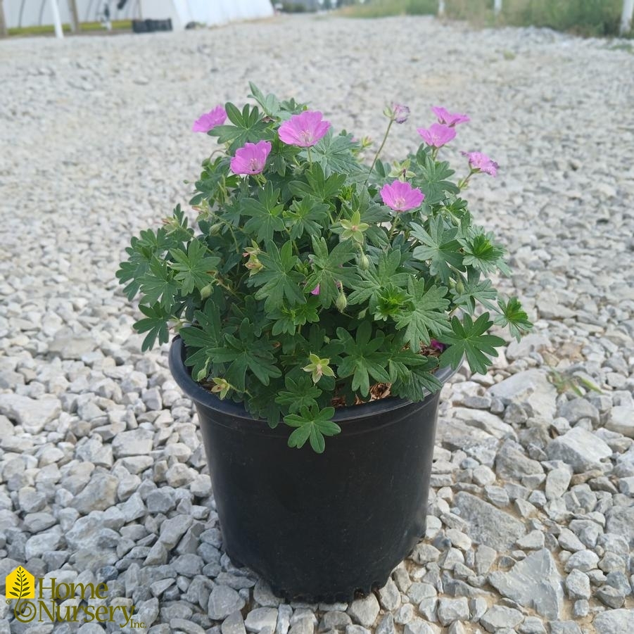 Geranium sanguineum 'Max Frei'