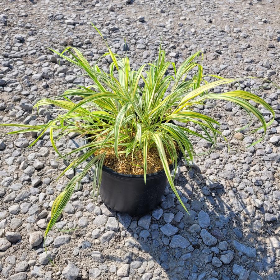 Hakonechloa macra 'Aureola'
