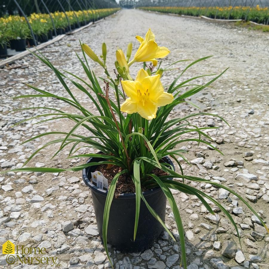 Hemerocallis 'Happy Returns'