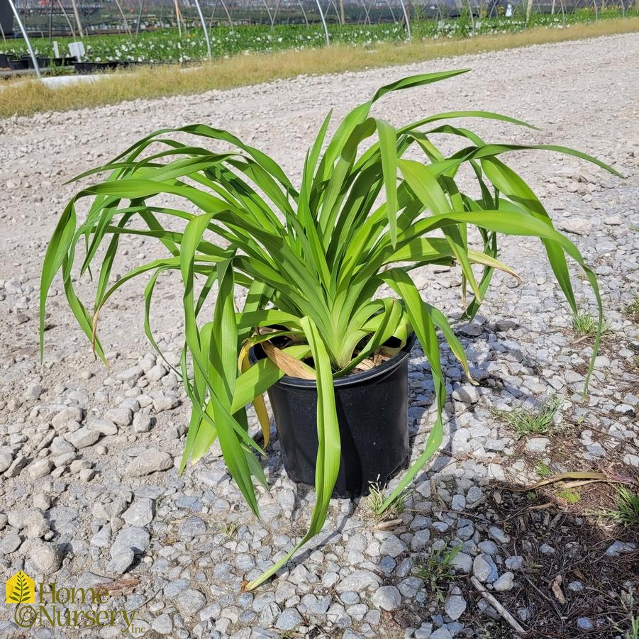 Hemerocallis 'Little Business'