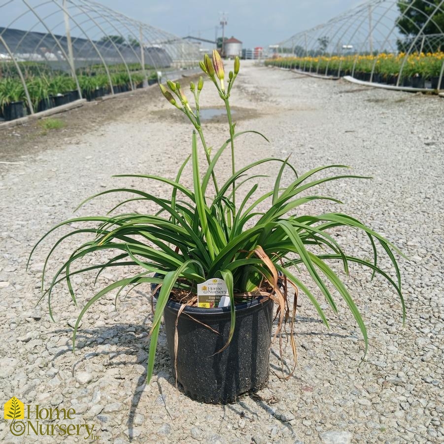 Hemerocallis 'Purple d'Oro'