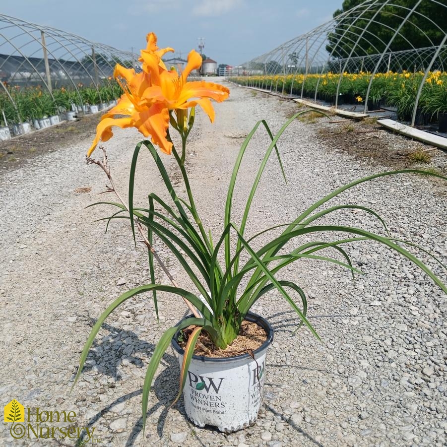 Hemerocallis Rainbow Rhythm&reg; Primal Scream