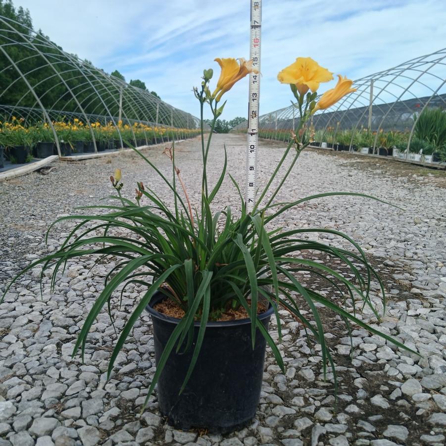 Hemerocallis 'Stella de Oro'