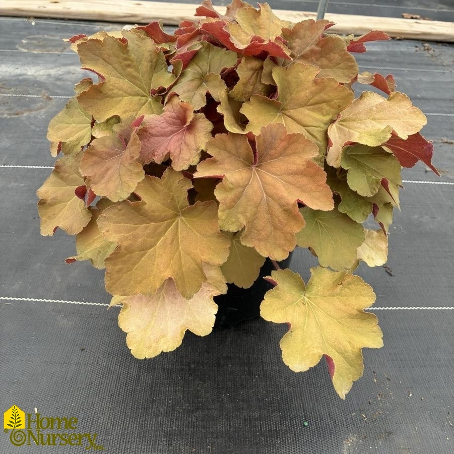 Heuchera x 'Caramel'