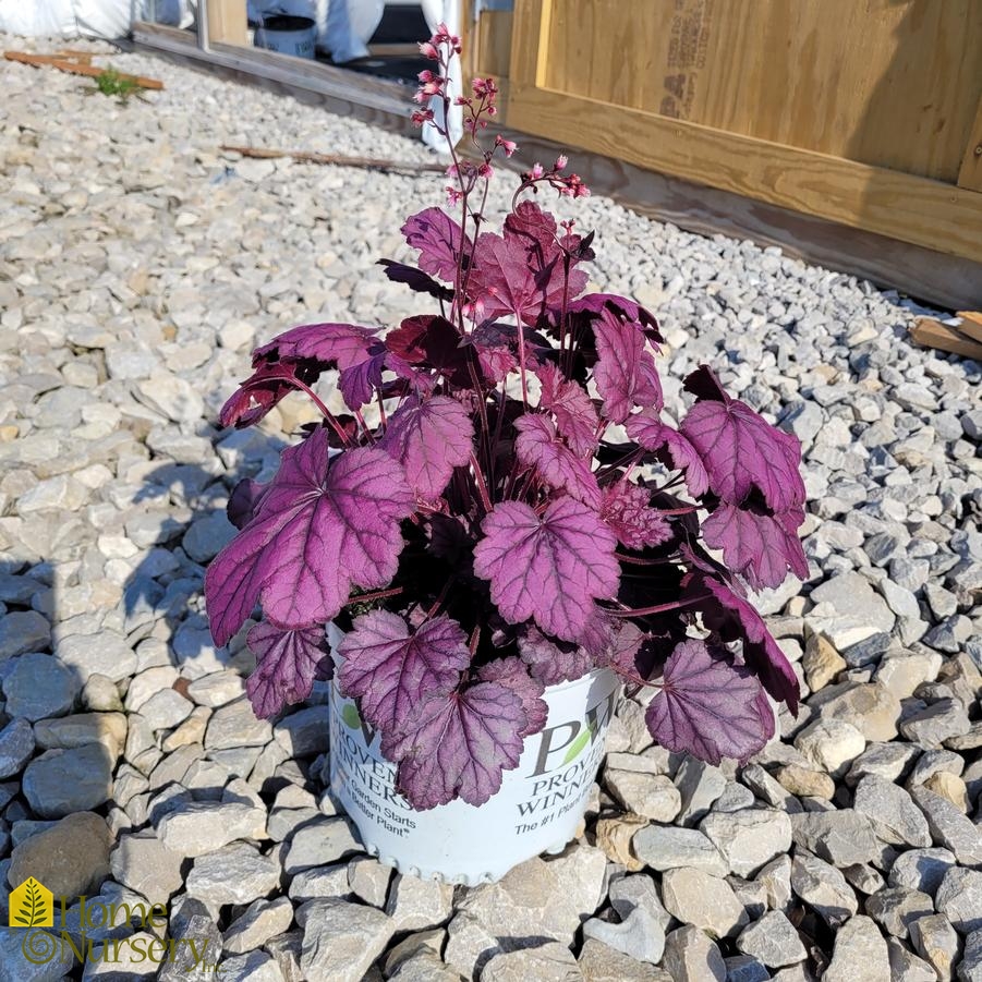 Heuchera x Dolce&reg; Wildberry