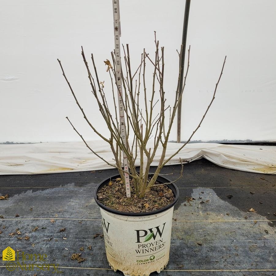 Hibiscus syriacus Lil' Kim&reg; Red