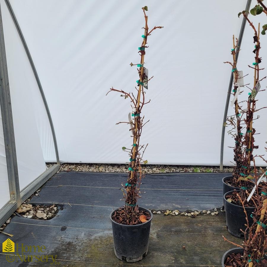 Hydrangea anomala subsp. petiolaris 