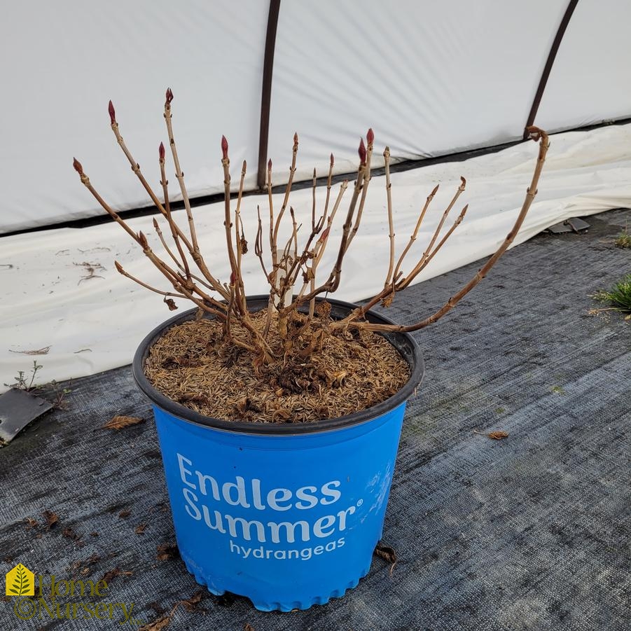 Hydrangea macrophylla Endless Summer&reg; Bloomstruck&reg;