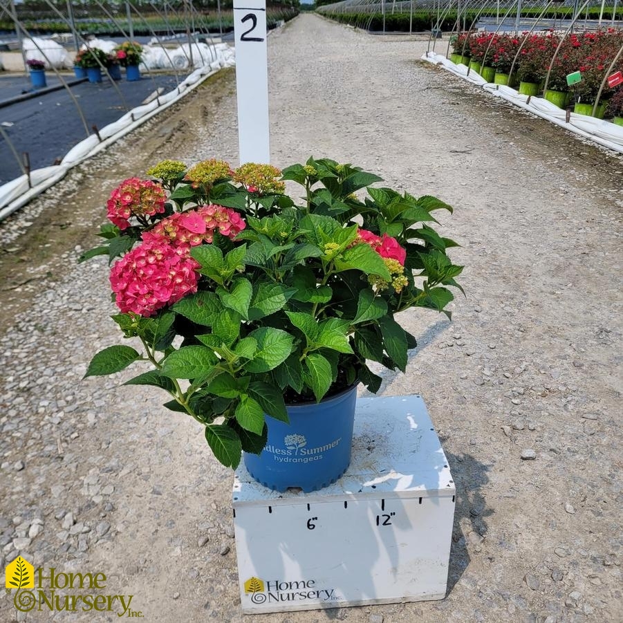Hydrangea macrophylla Endless Summer® Summer Crush®