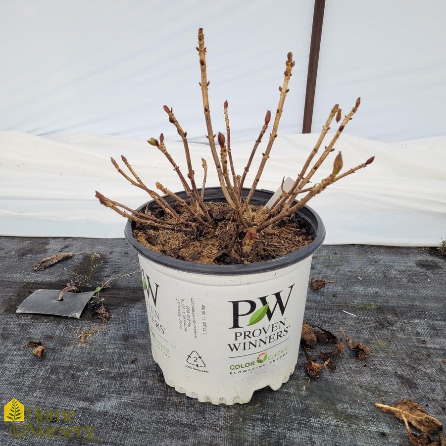 Hydrangea macrophylla Let's Dance Big Band®