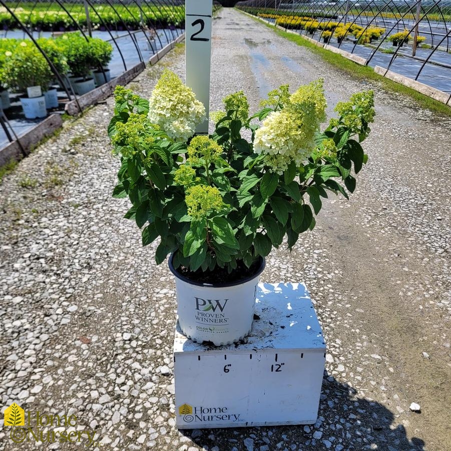 Hydrangea paniculata Bobo®