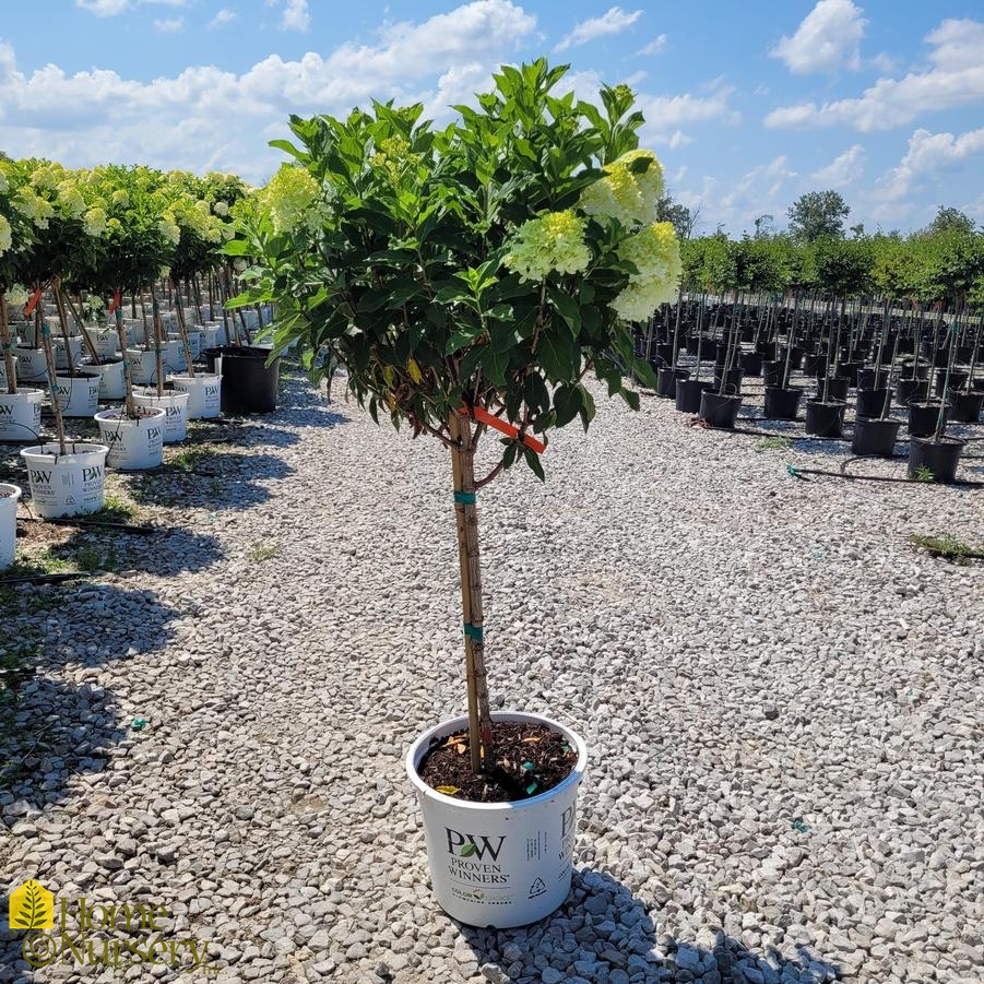 Hydrangea paniculata Limelight Prime® Tree