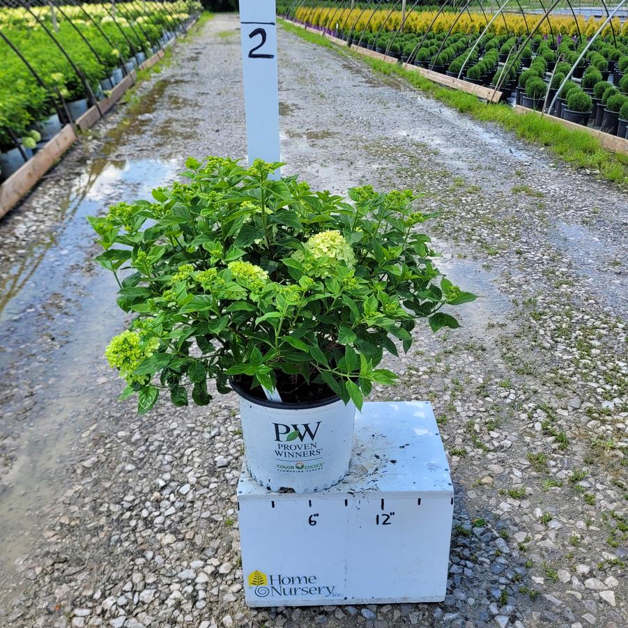 Hydrangea paniculata Little Lime®
