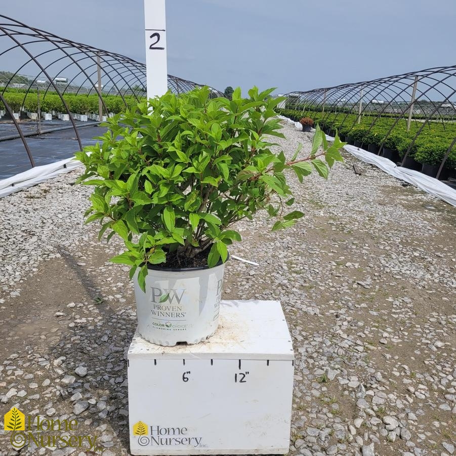 Hydrangea paniculata Quick Fire Fab®