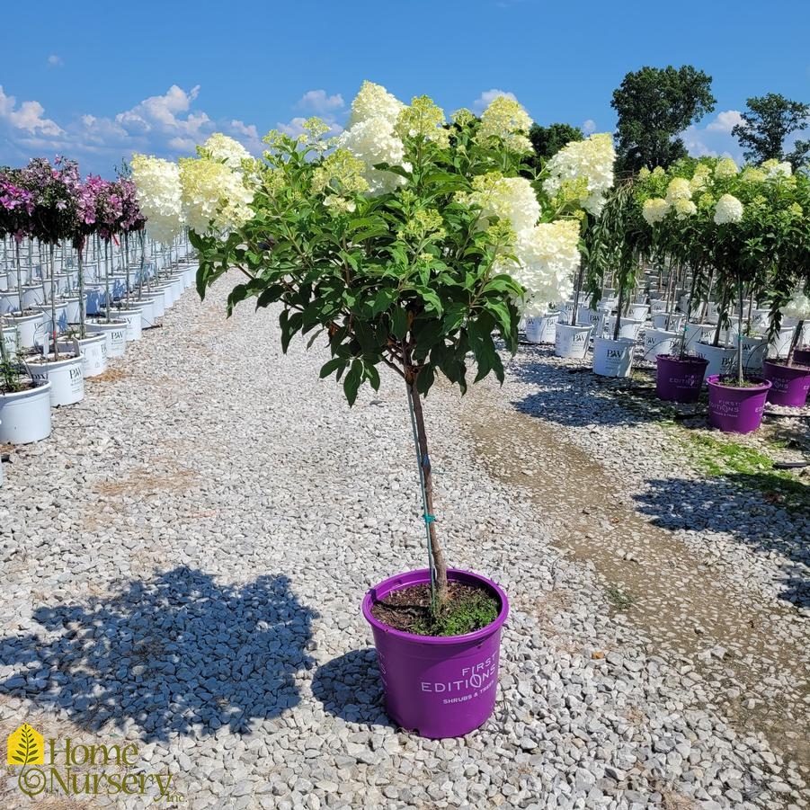 Hydrangea paniculata Vanilla Strawberry™tree