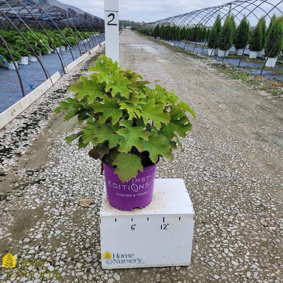 Hydrangea quercifolia Jetstream™