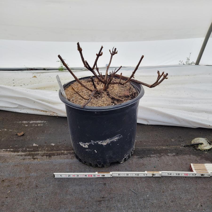 Hydrangea quercifolia 'Ruby Slippers'