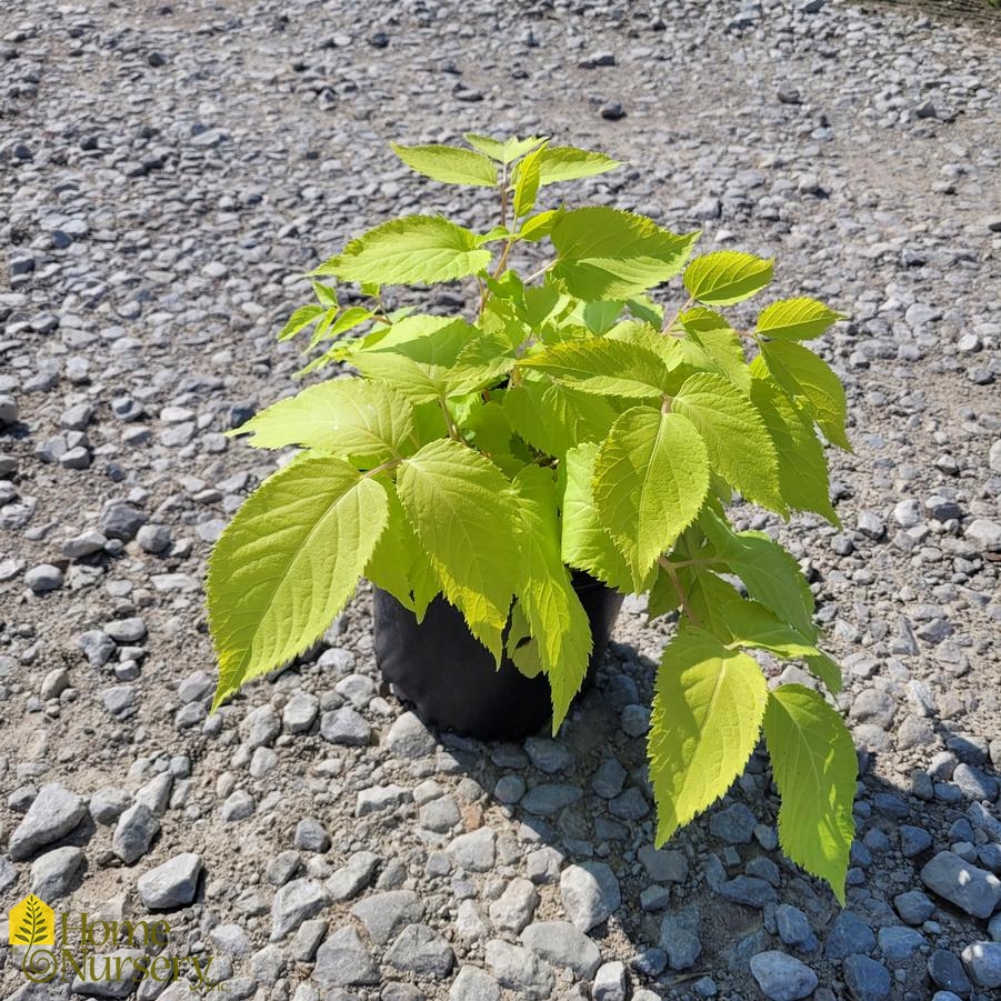 Aralia cordata 'Sun King'