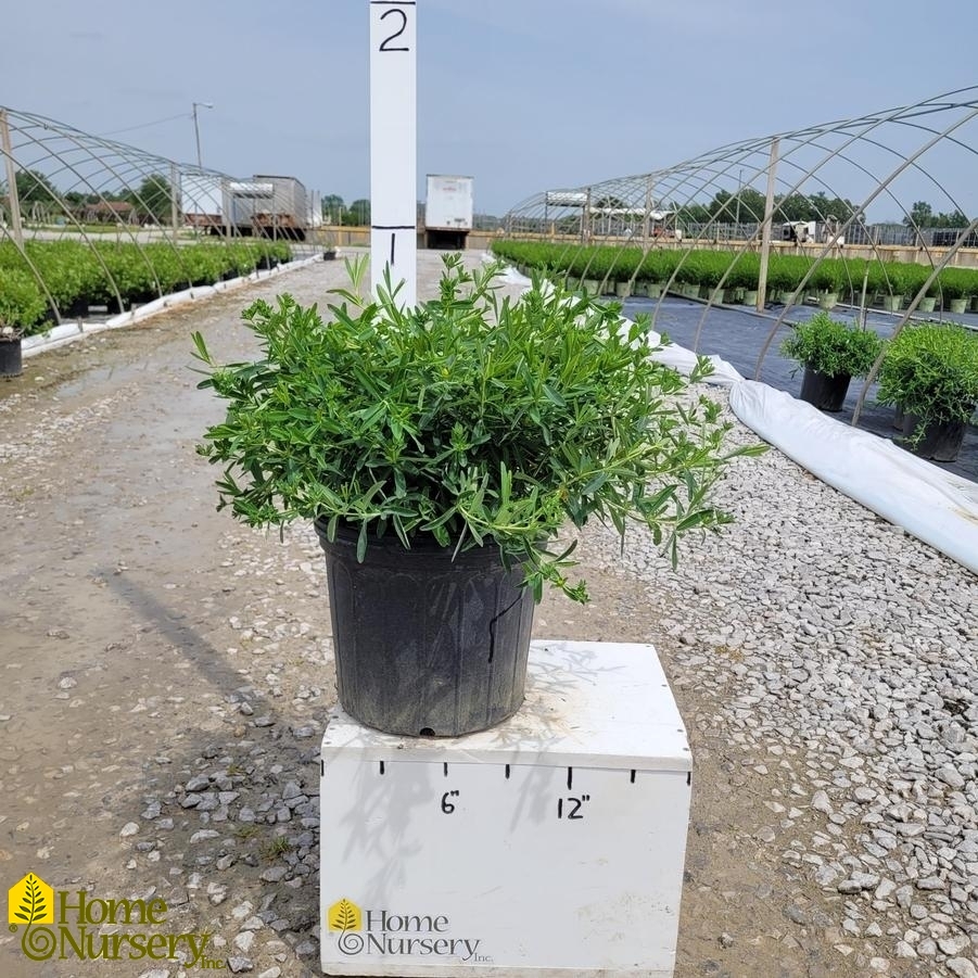 Hypericum frondosum 'Sunburst'