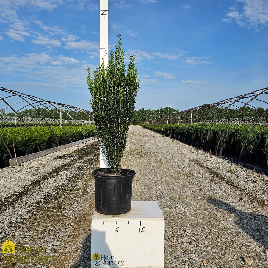 Ilex crenata 'Sky Pencil'