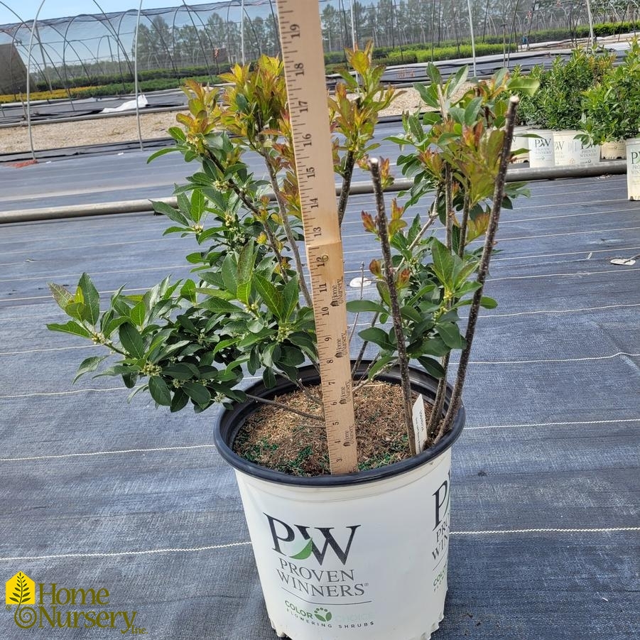 Ilex verticillata Berry Poppins&reg;