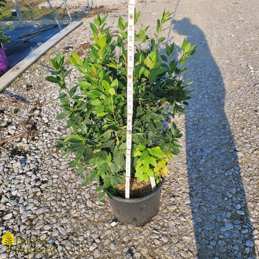 Ilex verticillata 'Jim Dandy'