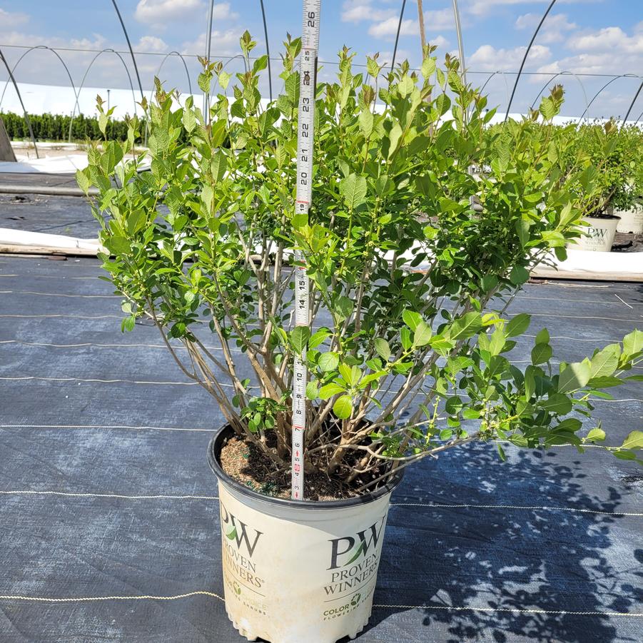 Ilex verticillata Mr. Poppins®
