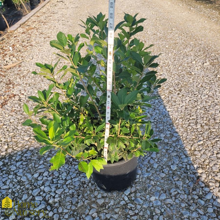 Ilex verticillata Red Sprite