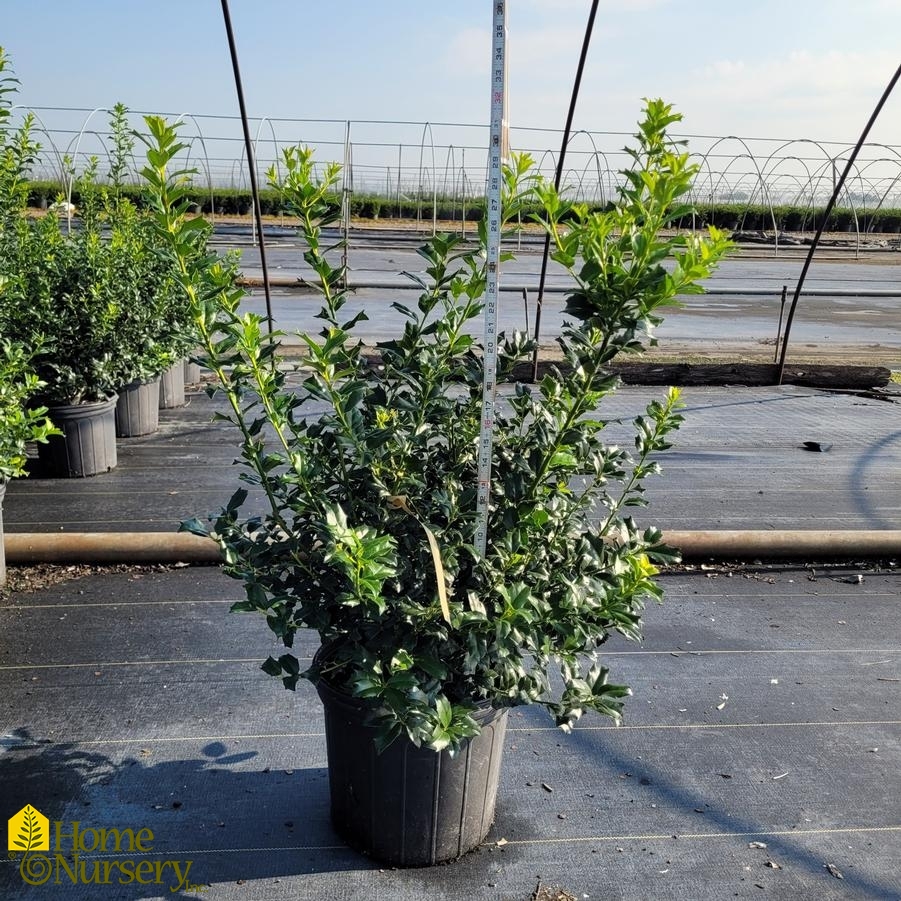 Ilex x 'China Boy'