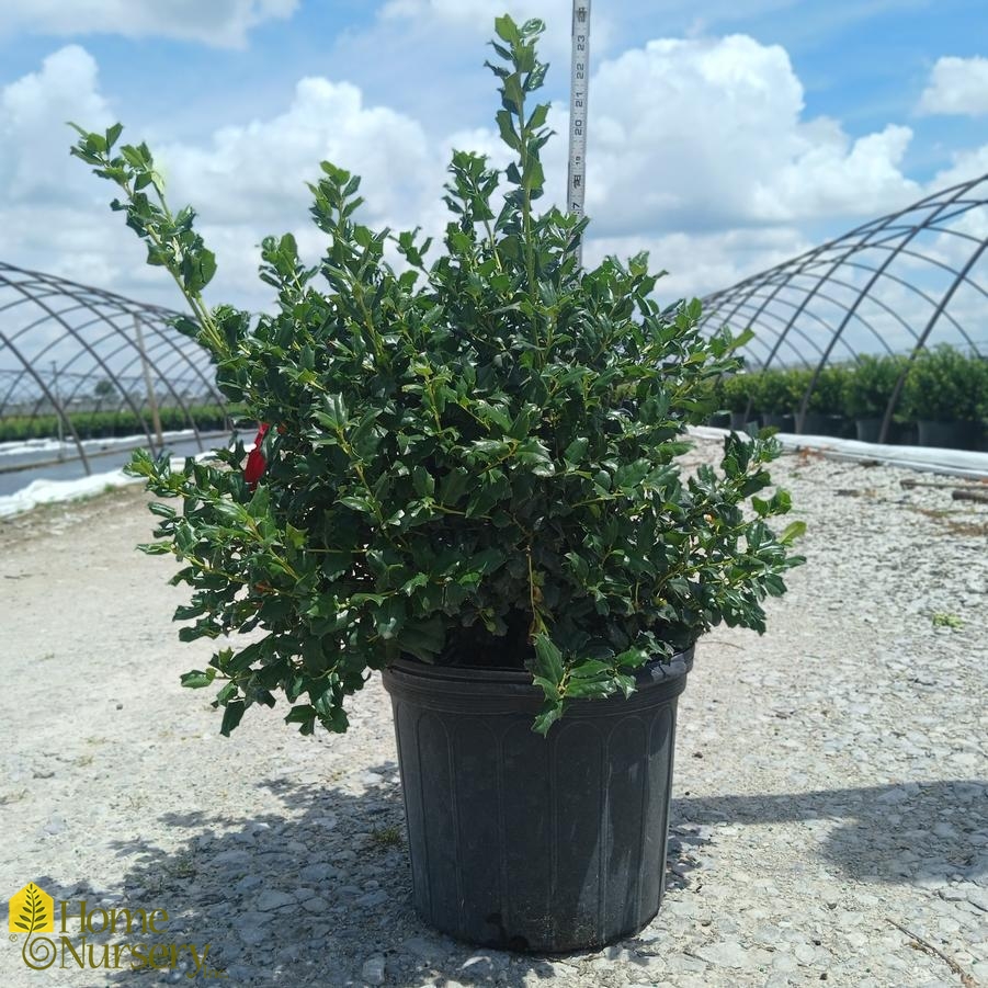 Ilex x 'China Girl'