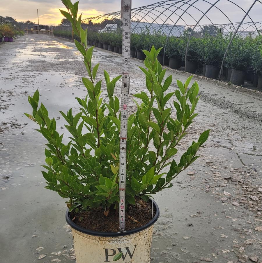 Itea virginica Little Henry&reg;