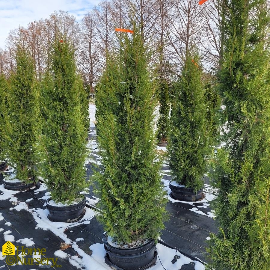 Juniperus chinensis 'Keteleeri'