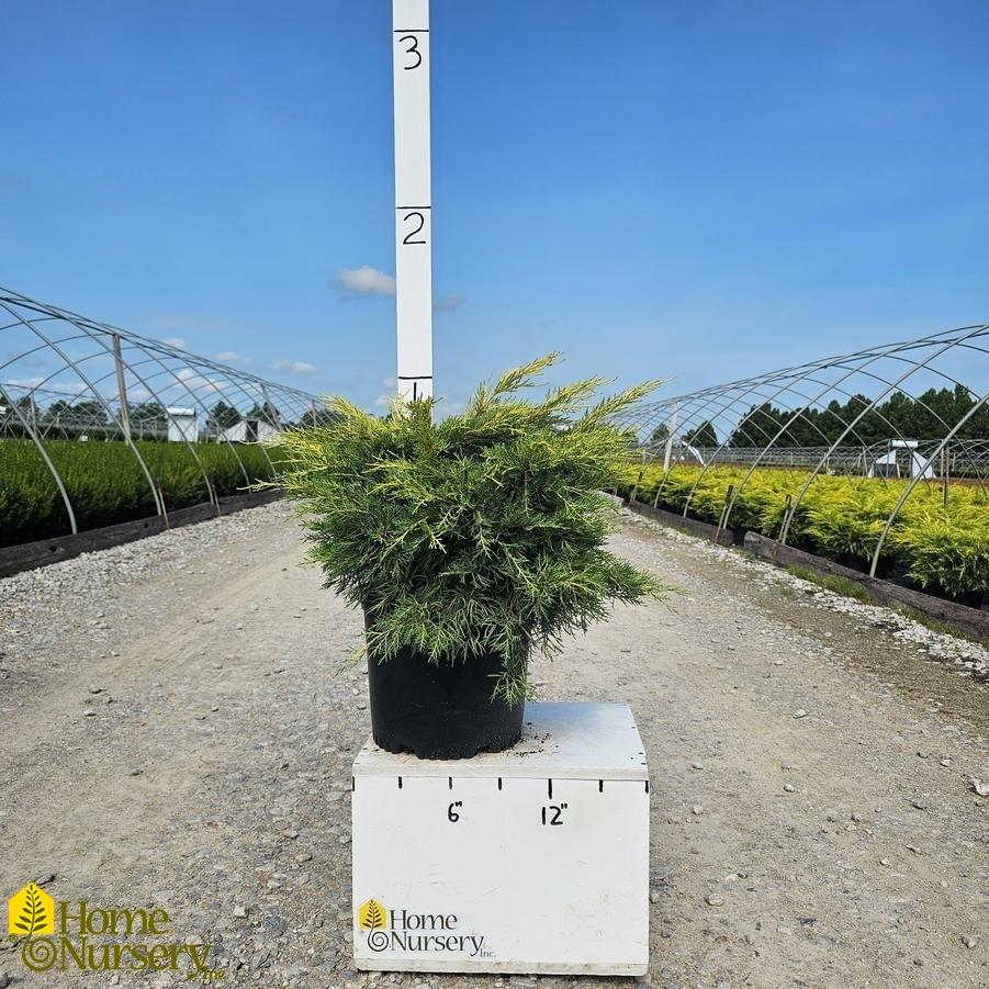 Juniperus chinensis 'Gold Lace'