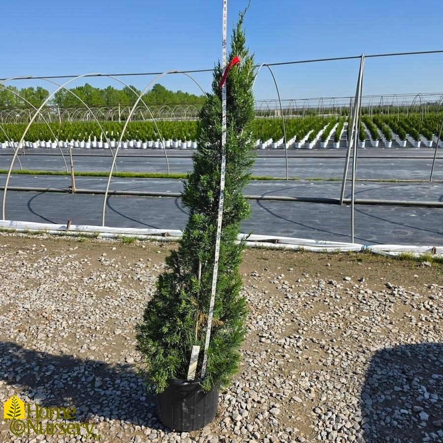 Juniperus chinensis 'Hetzii Columnaris'
