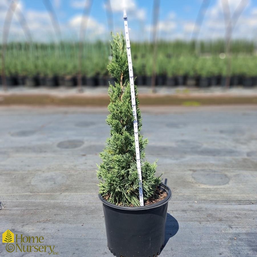 Juniperus chinensis 'Iowa'