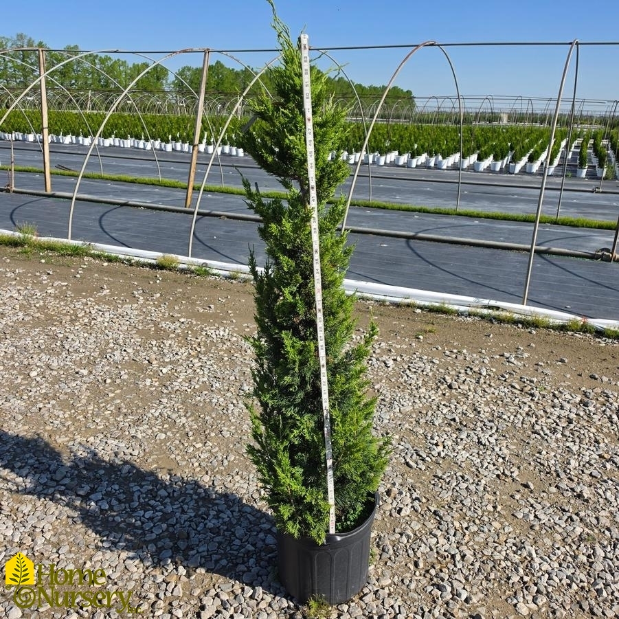 Juniperus chinensis 'Perfecta'