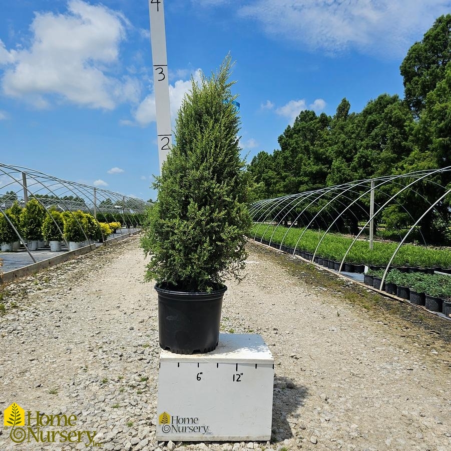 Juniperus communis 'Gold Cone'