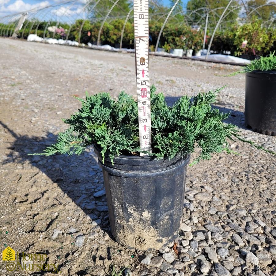Juniperus horizontalis 'Wiltonii'