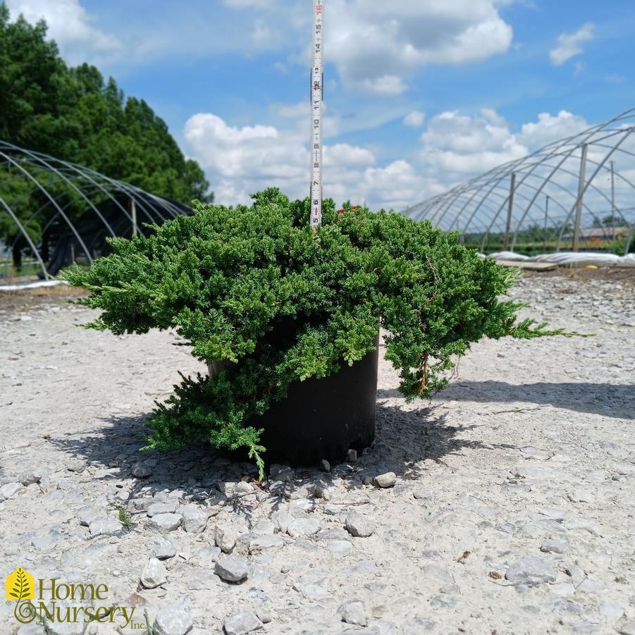 Juniperus procumbens 'Greenmound'