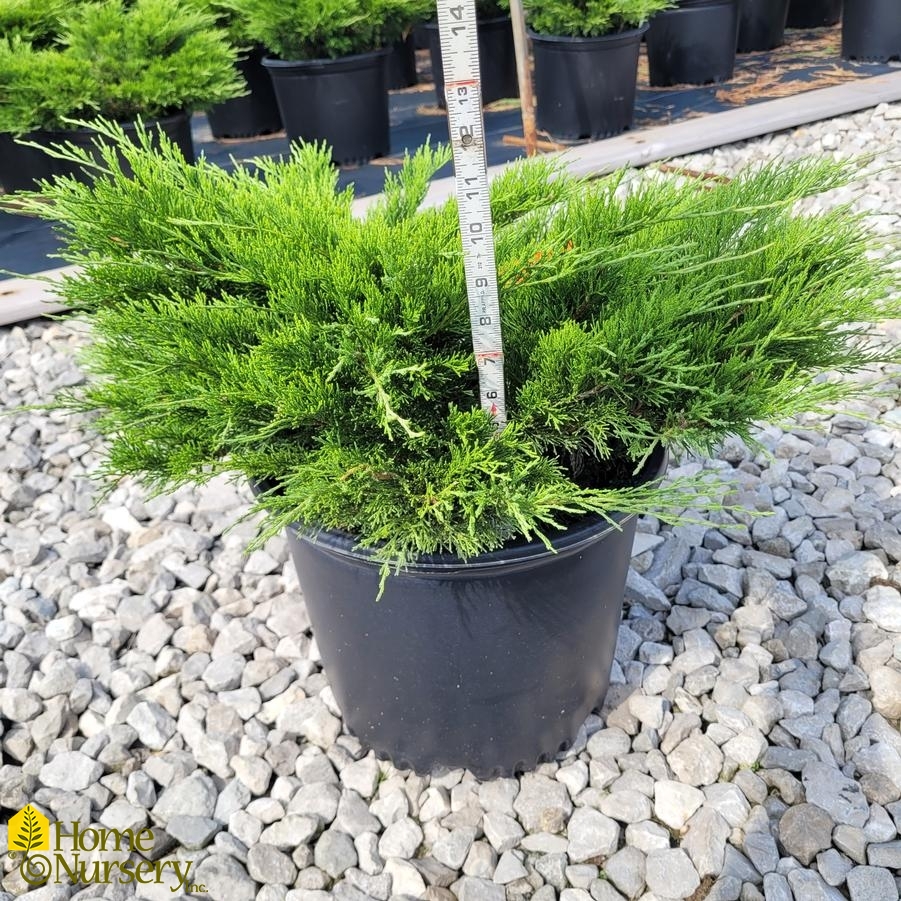 Juniperus sabina Calgary Carpet&reg;