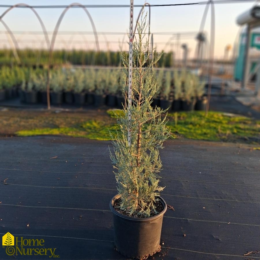 Juniperus scopulorum Sky High™