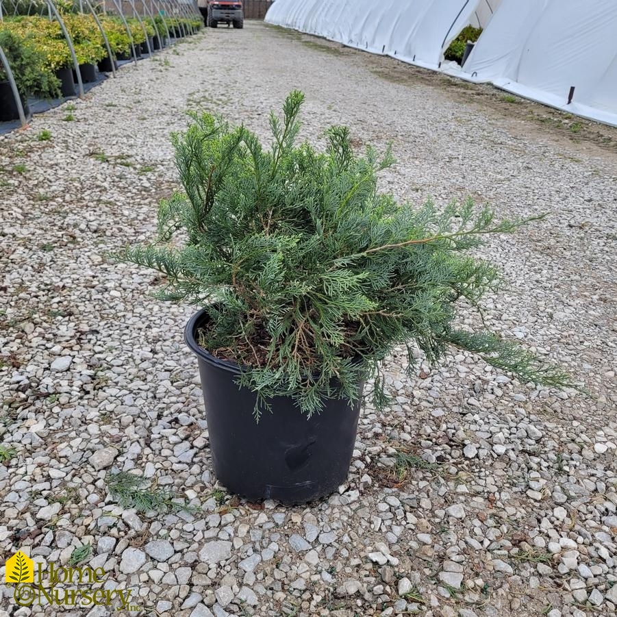 Juniperus virginiana 'Grey Owl'