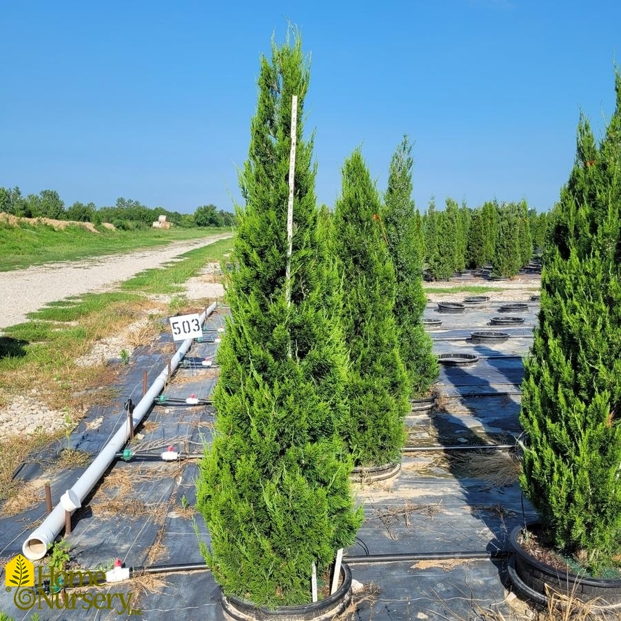 Juniperus virginiana 'Idyllwild'