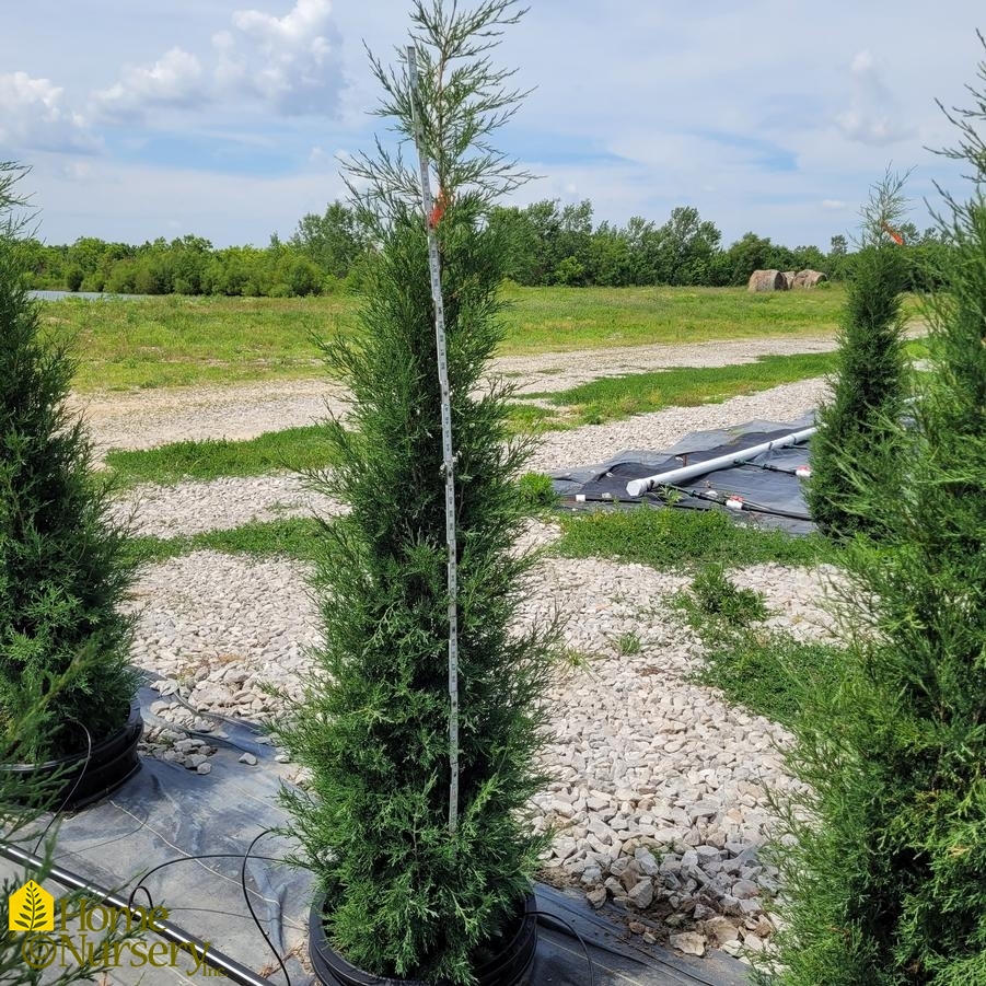 Juniperus virginiana 'Taylor'